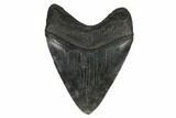 Fossil Megalodon Tooth - South Carolina #175965-2